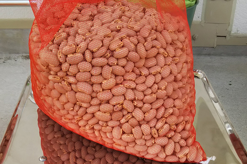 収穫後の大豆より一回り大きなムクナ豆。