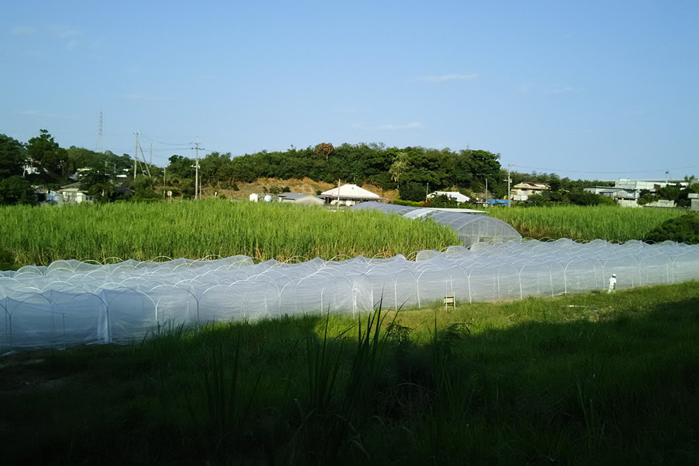 農園の周辺はサトウキビ畑と民家、南側に小高い丘があり、野鳥がさえずります。