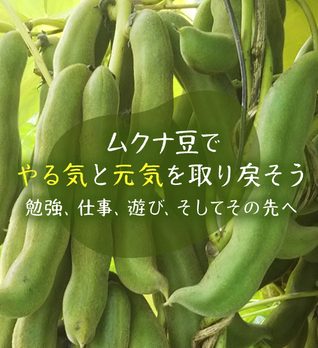 沖縄ムクナ豆農園