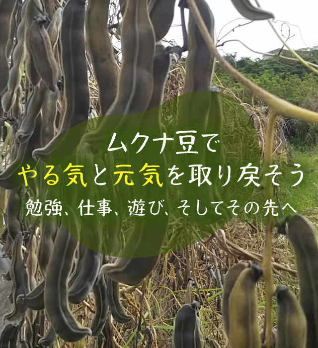 沖縄ムクナ豆農園
